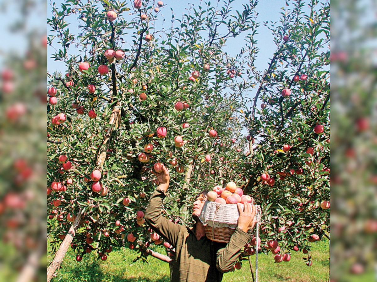 Technology comes to the aid of famed Kashmiri apples