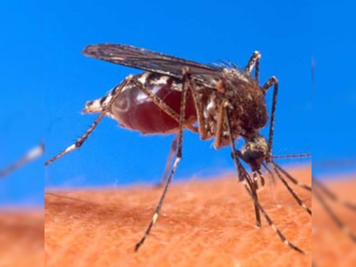 Scientists reveal how malaria parasite grows