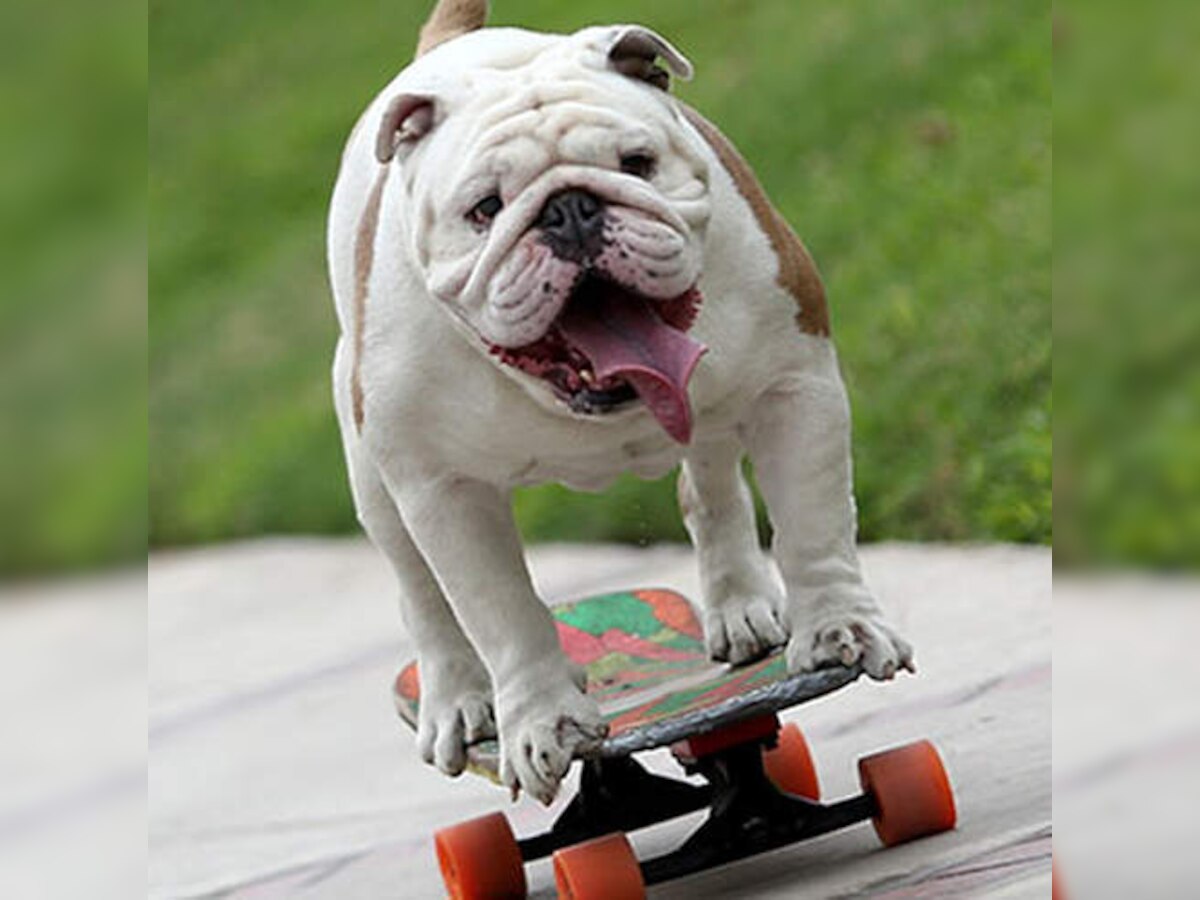 Cute Video Alert: Meet Otto - the skateboarding bulldog with a Guinness World Record