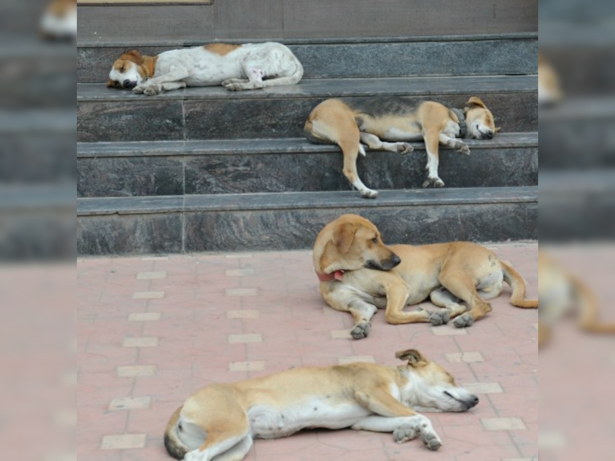 Supreme Court for humane killing of certain kind of stray dogs under rule