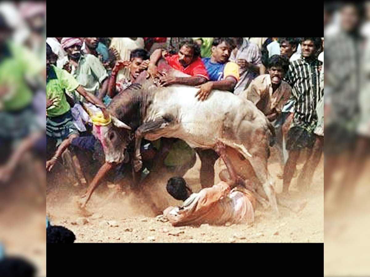 Activists praise Ulhasnagar cops for lodging FIR in bull fighting case