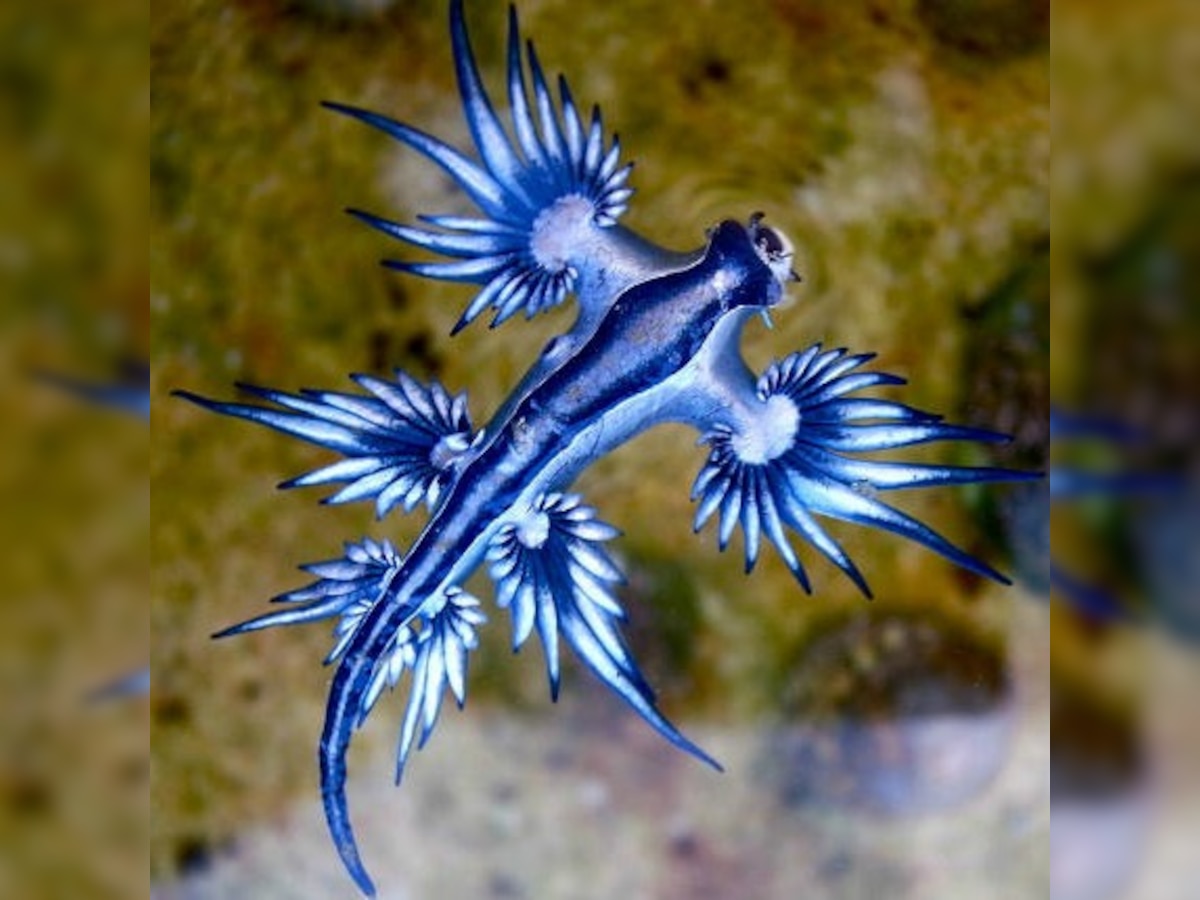 Watch: Rare and spectacular Blue Dragon washes ashore in Australia