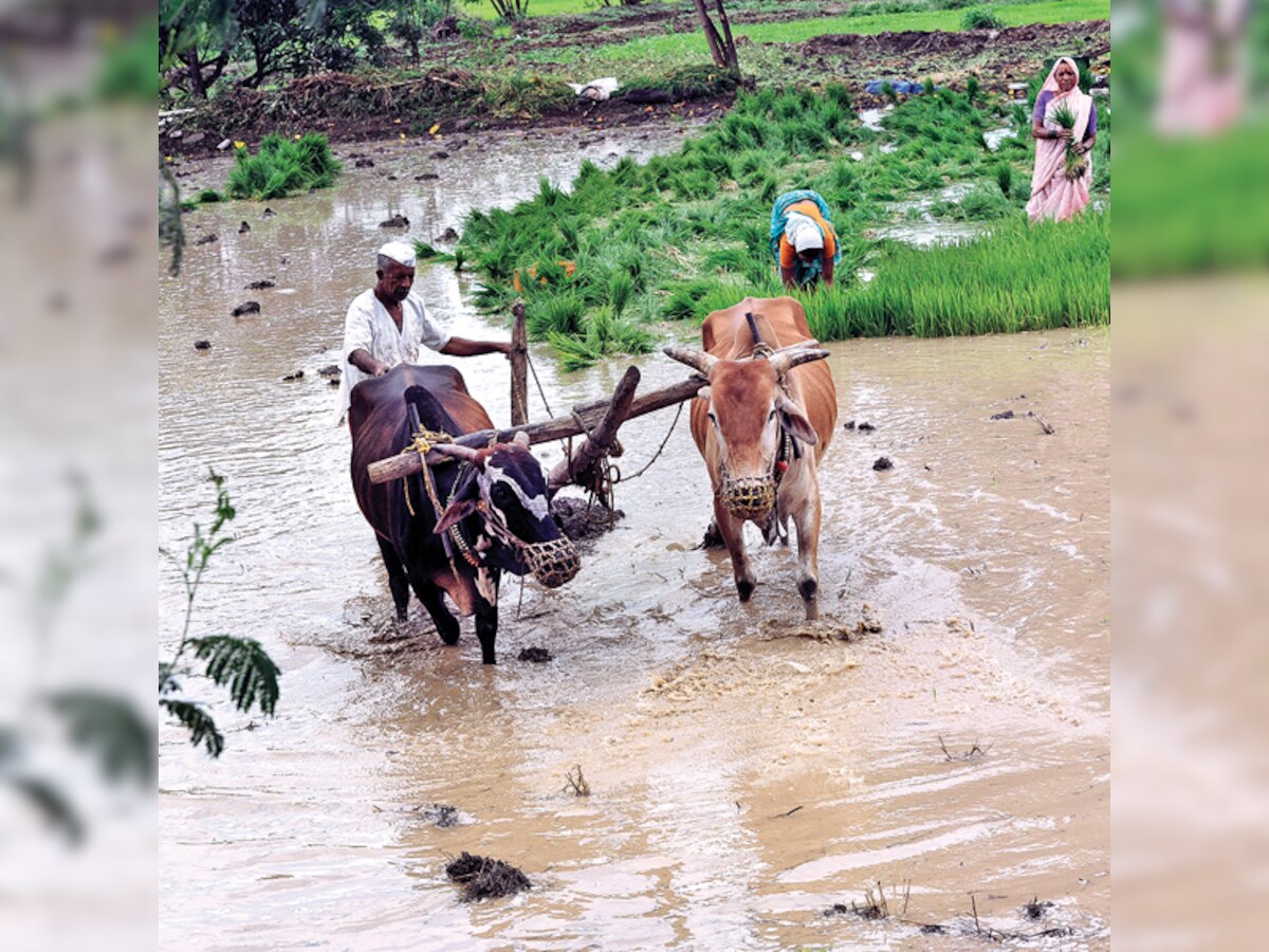 The threat WTO poses to Indian agriculture