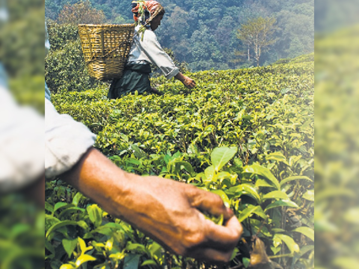 65 die of starvation, future bleak for lakhs of north Bengal tea workers