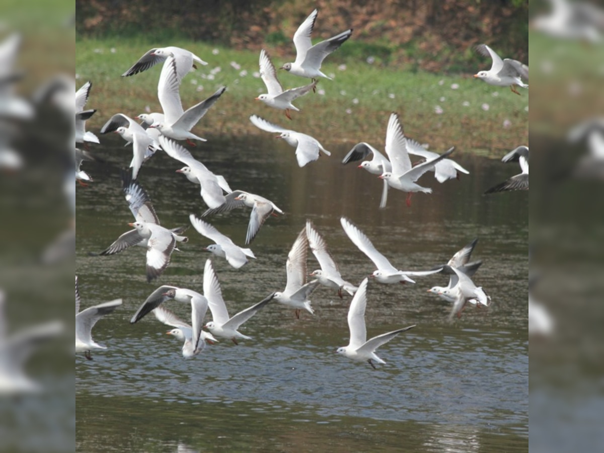 Mumbai: Wildlife board nod to 3 bird sanctuaries around city