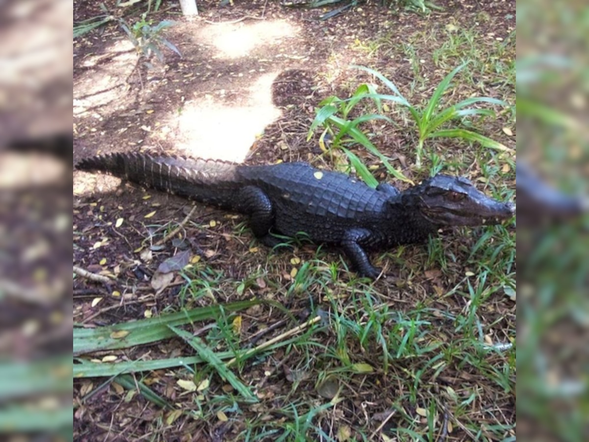 Dear people of Chennai, there are no escaped crocodiles in the city 