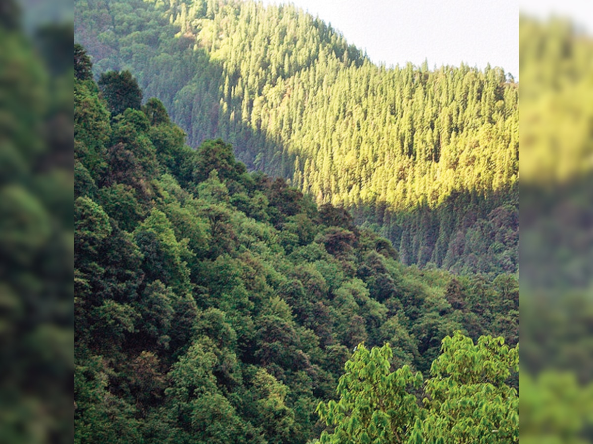 North eastern states have lost 628 sq kms of forest: State of forest report