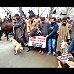When dogs and cows marched for human rights in Kashmir
