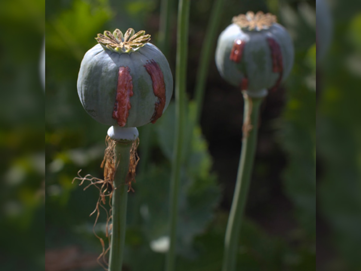 Afghan opium cultivation drops for first time in six years