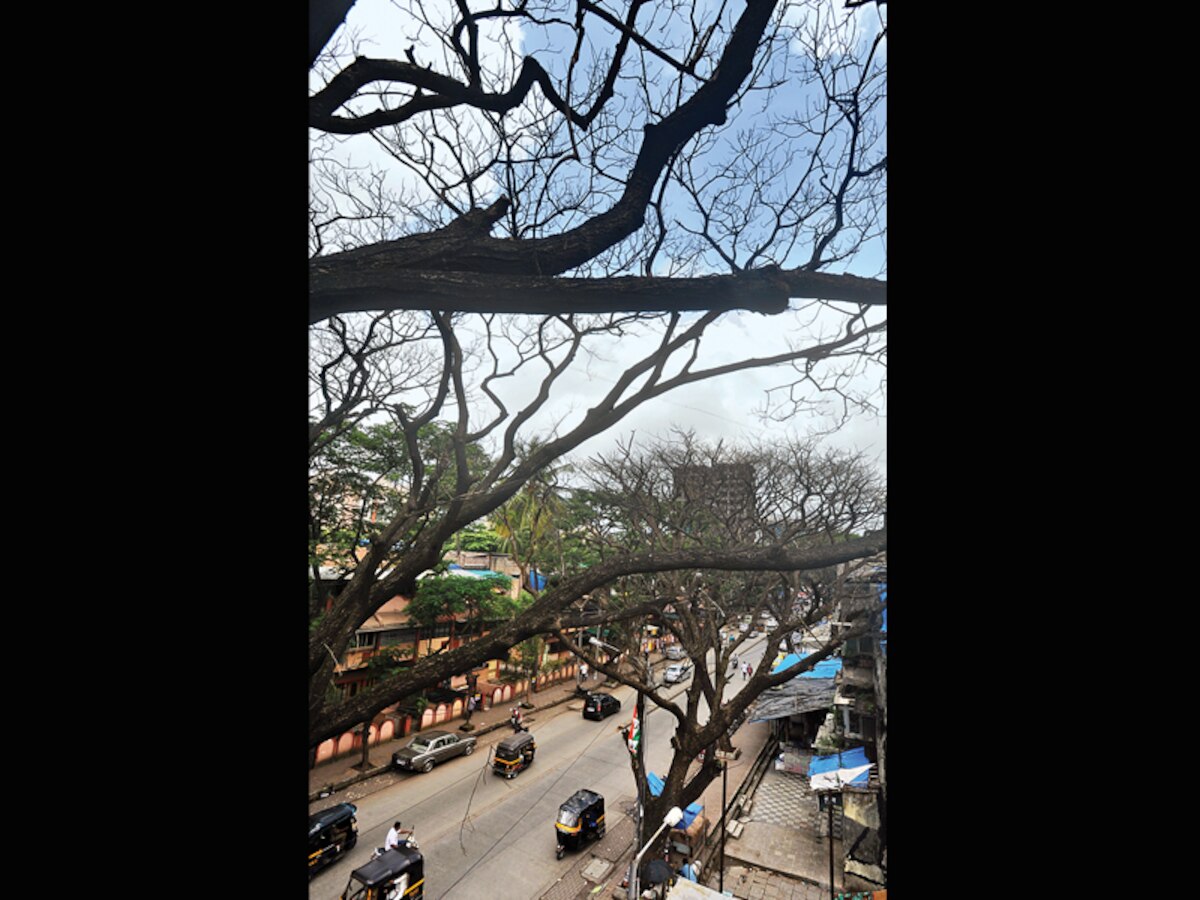 Bombay High Court rap notwithstanding, activists slam BMC for not taking care of trees