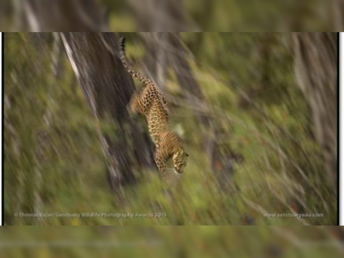 Indian-origin physician wins 'Wildlife Photographer of the Year for 2015' by Sanctuary Asia