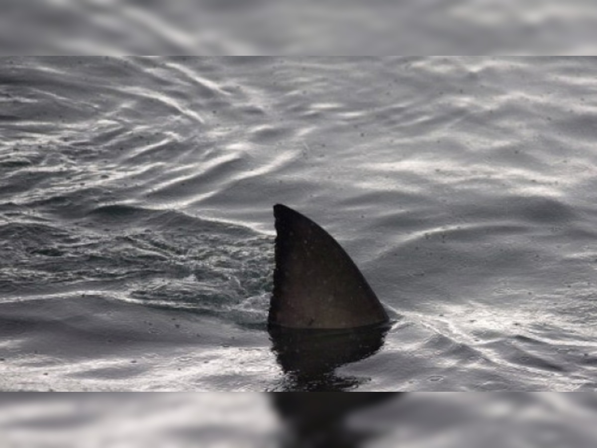 Scientists discover a terrifying 'ninja lanternshark' that can glow in the  dark