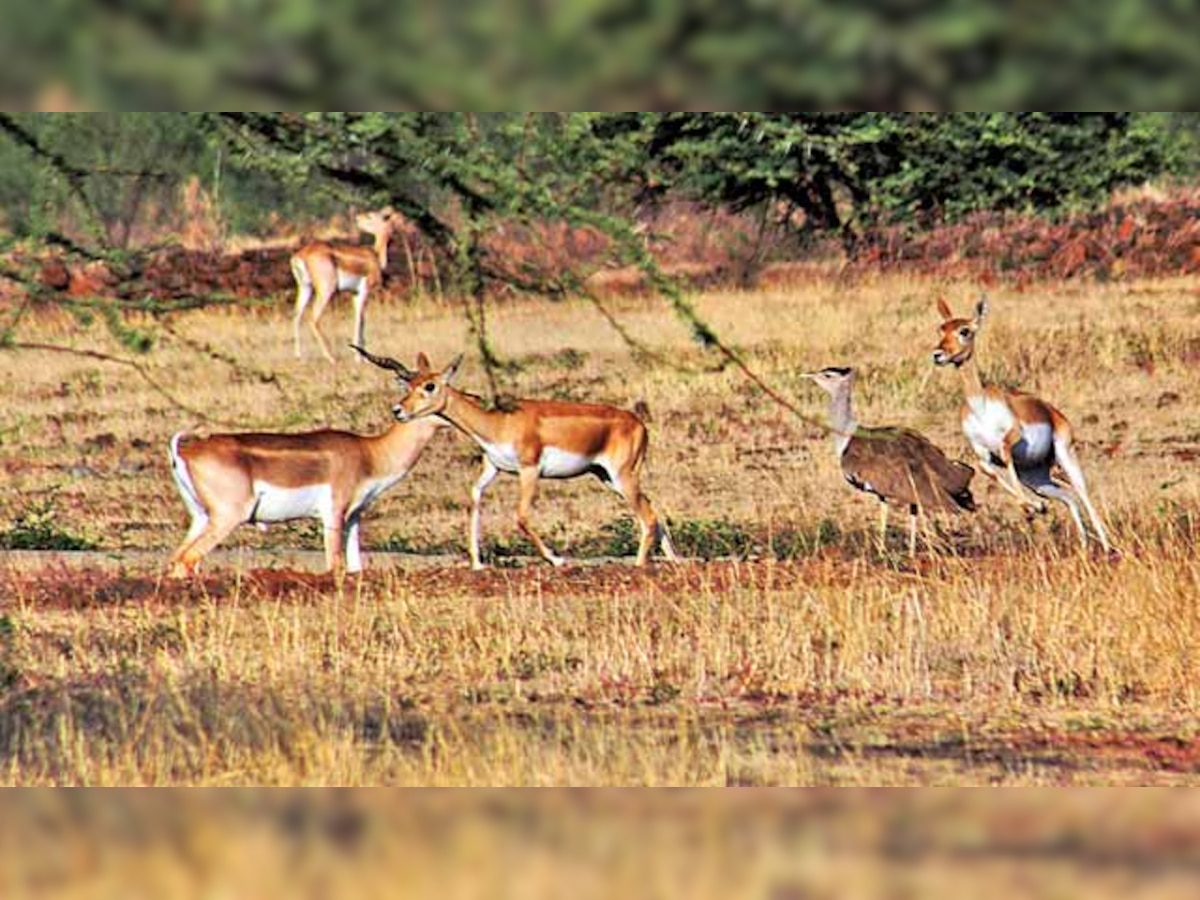 MoEF and WII to begin captive breeding of Great Indian Bustard