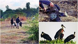 Killing of migratory birds rampant in Vasai