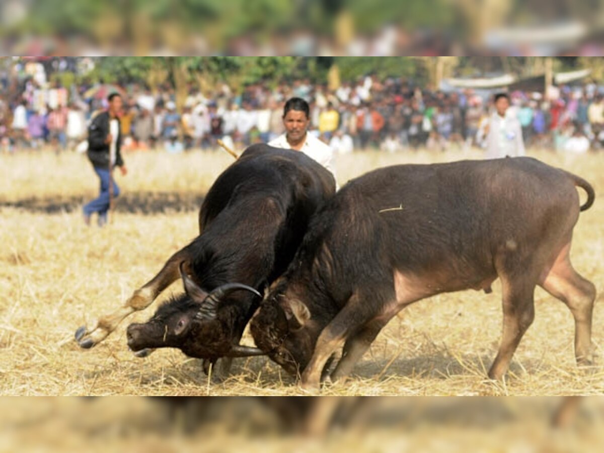 Ahead of Tamil Nadu elections, Centre allows bull taming sport jallikattu despite SC ban