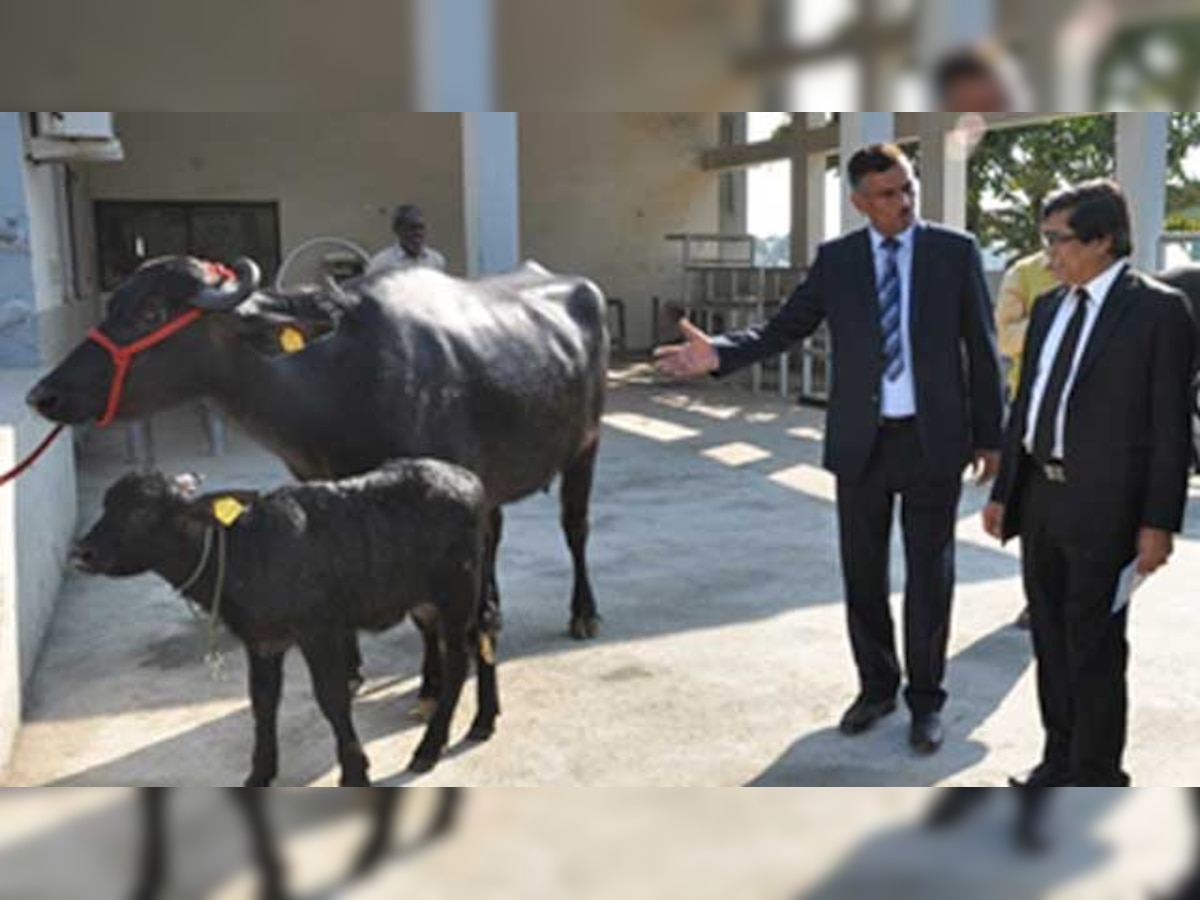 CIRB becomes India's second centre to produce a cloned buffalo