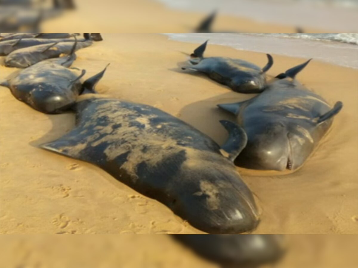 81 whales wash ashore Tamil Nadu beach, 45 dead