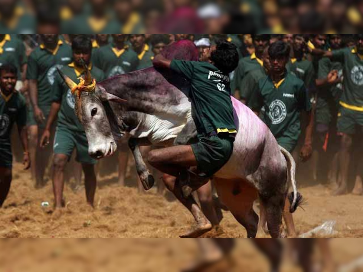 Jallikattu ban: Time to stop talking bull and take steps to save the animal