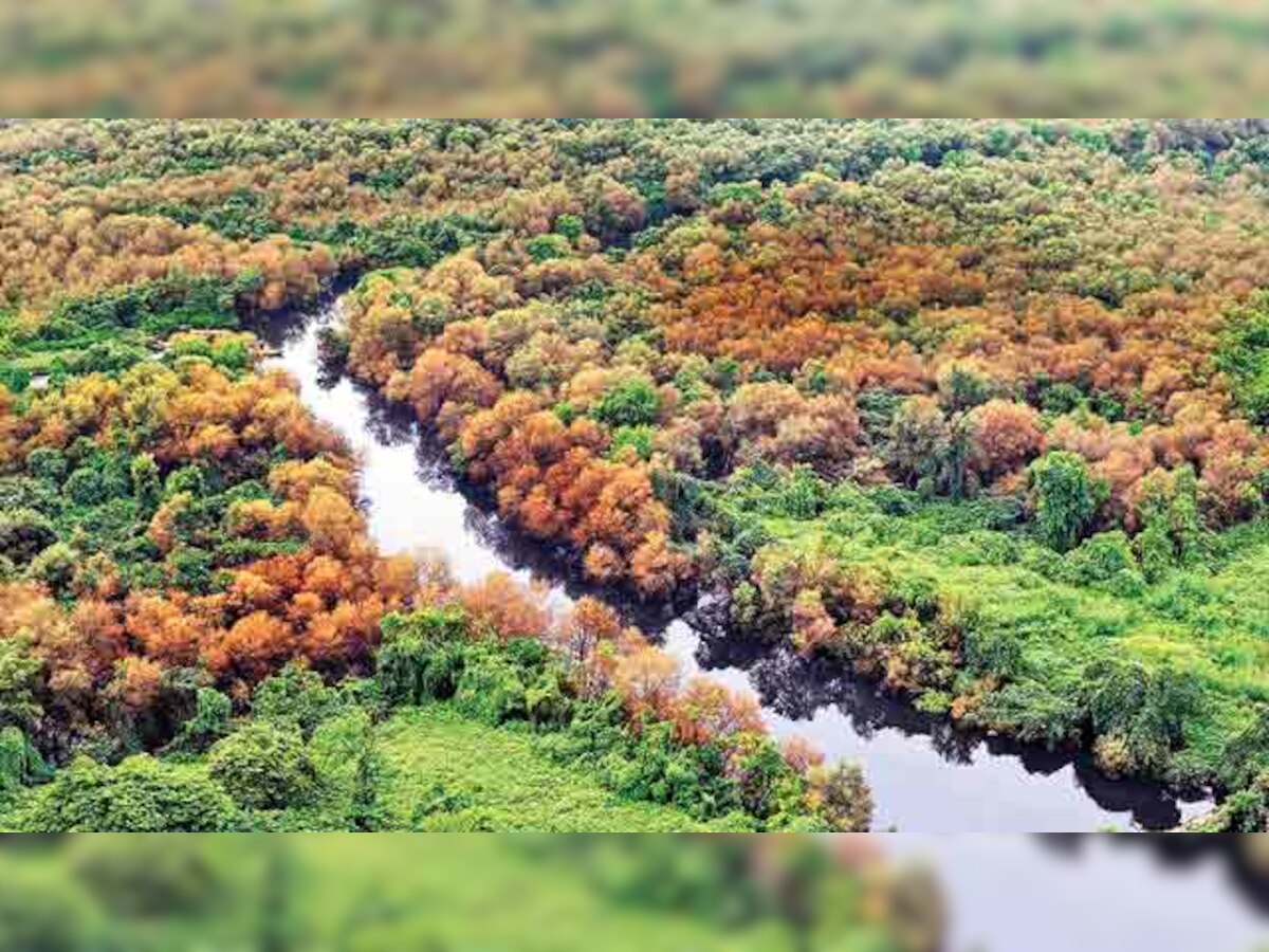 Bombay High Court allows BMC to relocate 156 mangroves