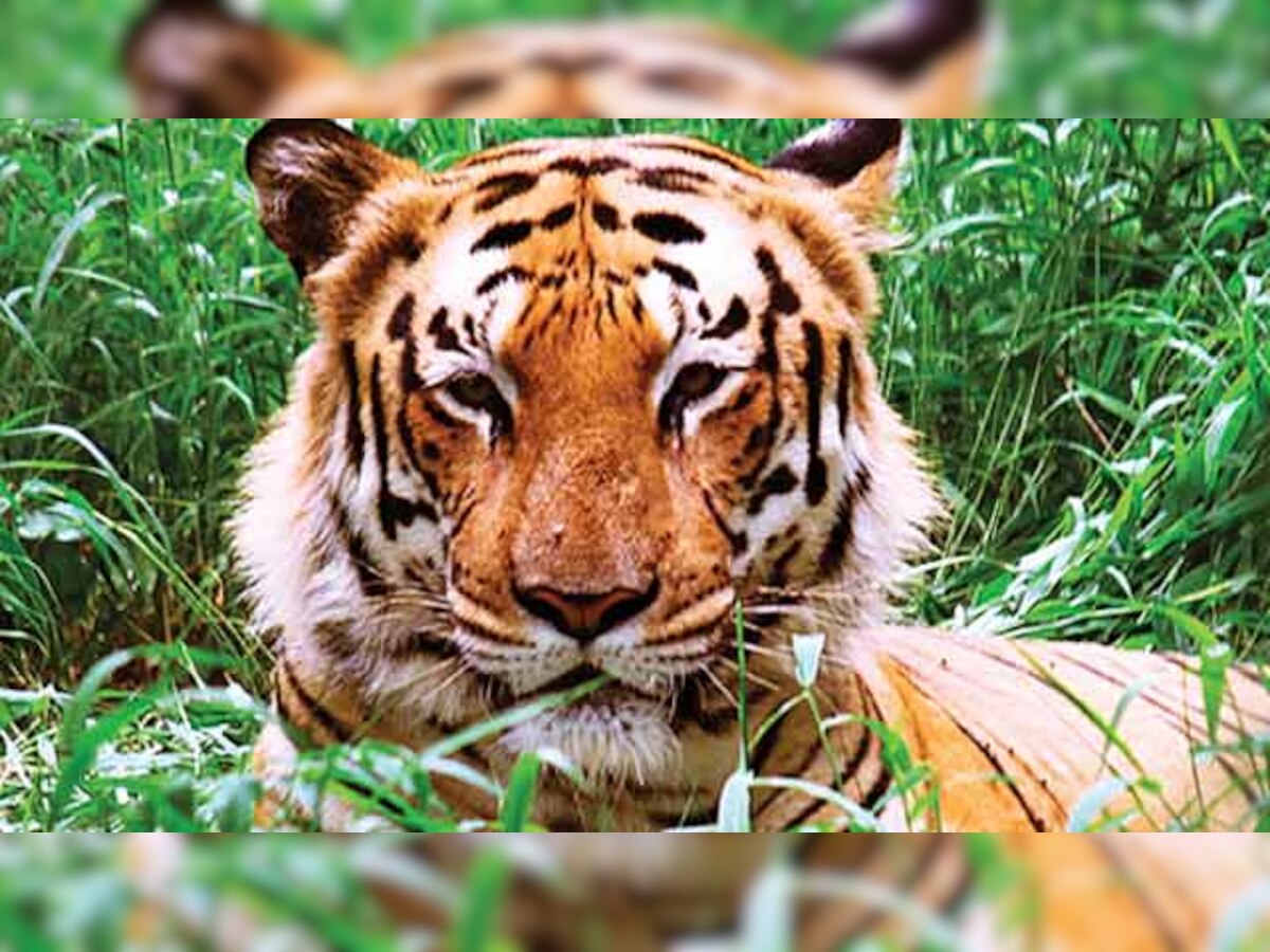 Maharashtra govt to deploy special force for tigers outside reserves