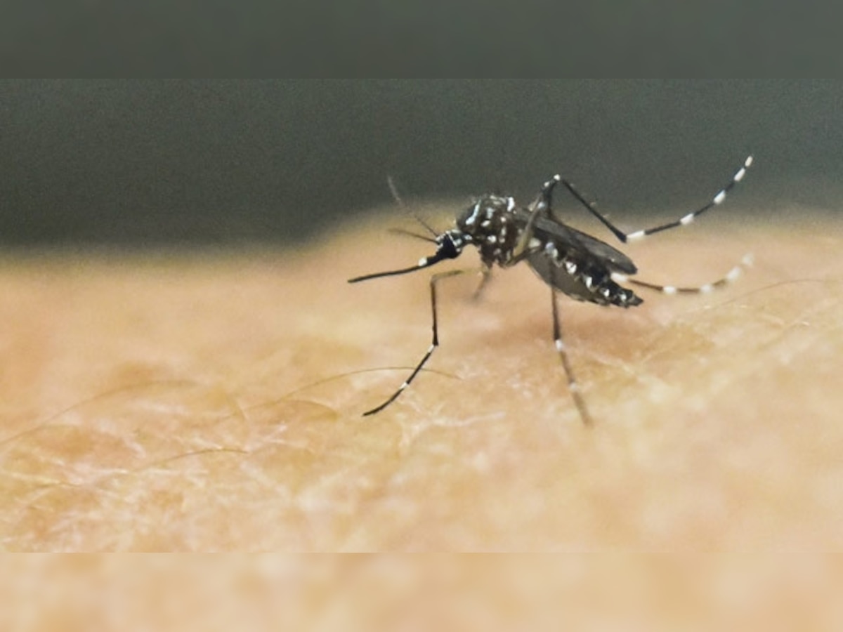 US researchers call for WHO to take rapid action on Zika