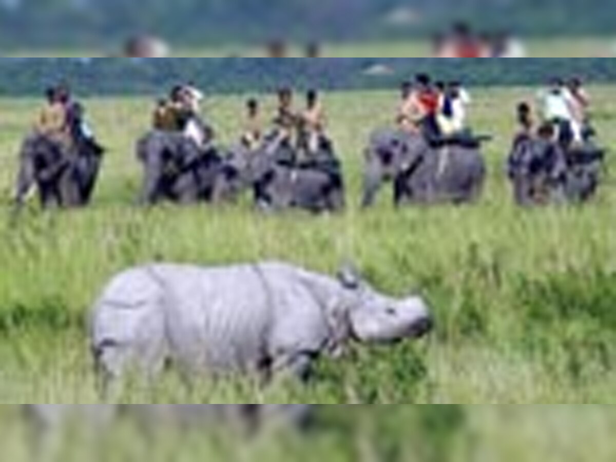 Third rhino killed inside Kaziranga national park