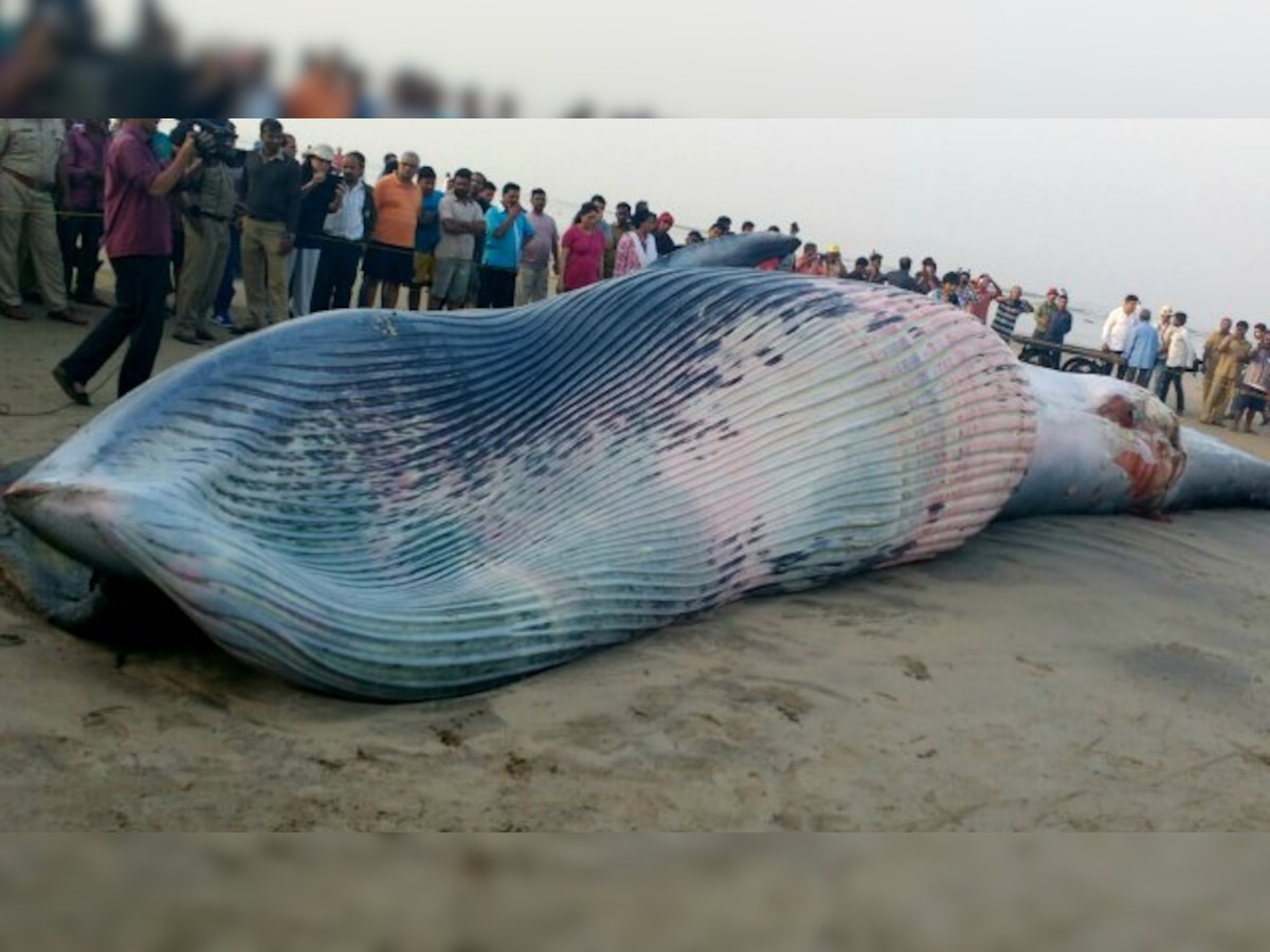 Mumbai: 35-ft long dead whale washes ashore Juhu beach