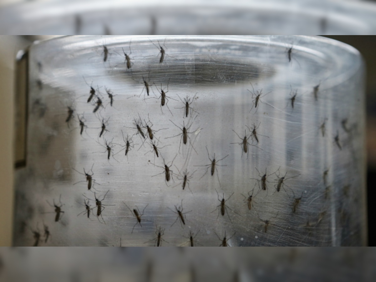 Zika mosquitoes' habits may hurt efforts at eliminating virus from US