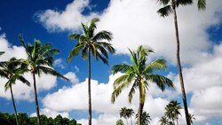 Goa govt's amendment on coconut tree wrong, legally untenable: Parlimentary panel