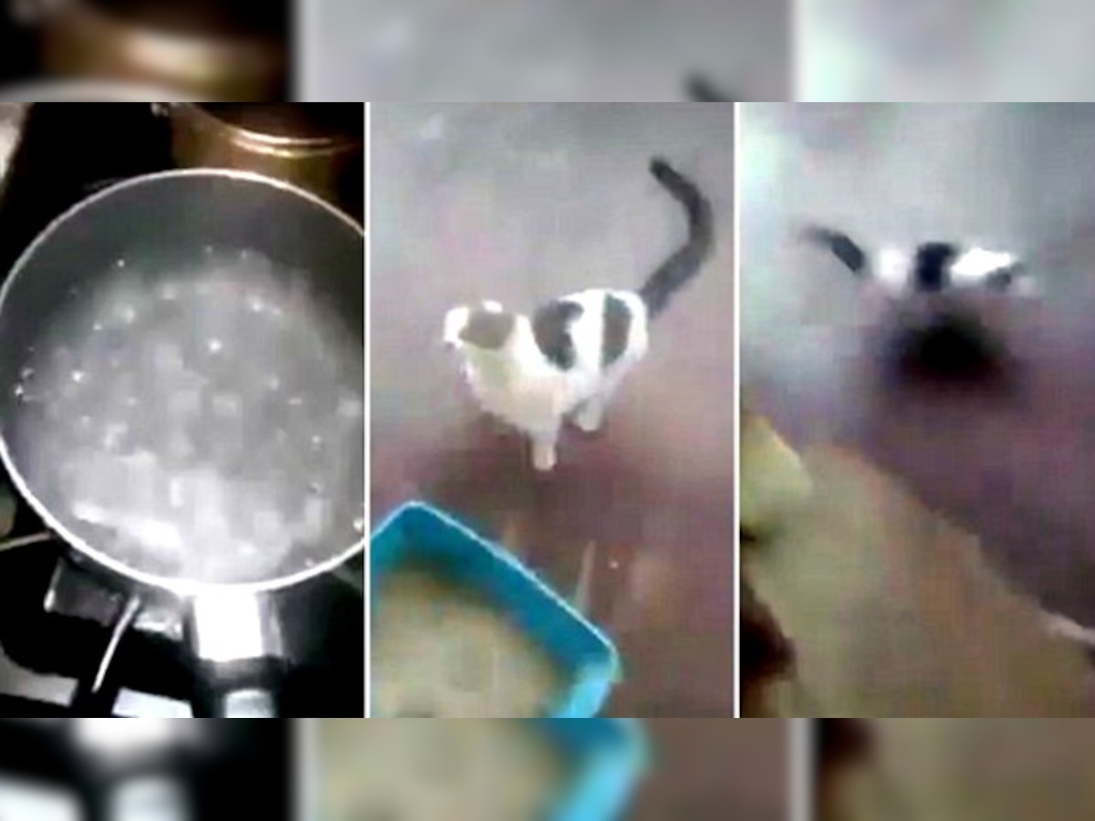 US teen arrested for pouring boiling water on cat