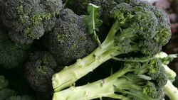 Nutrient in broccoli may slow cancer cell growth: New study