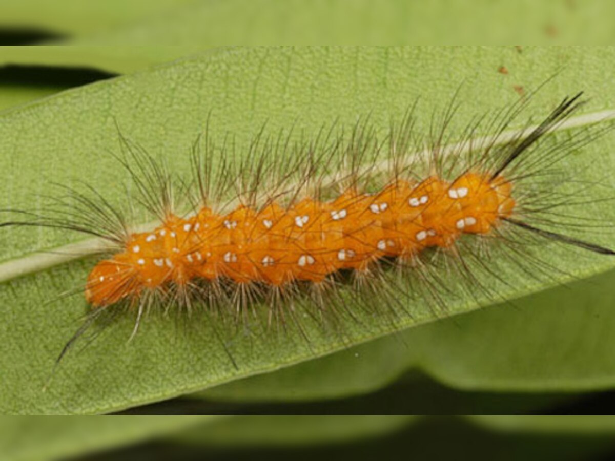 Child undergoes four surgeries as caterpillar falls into eye