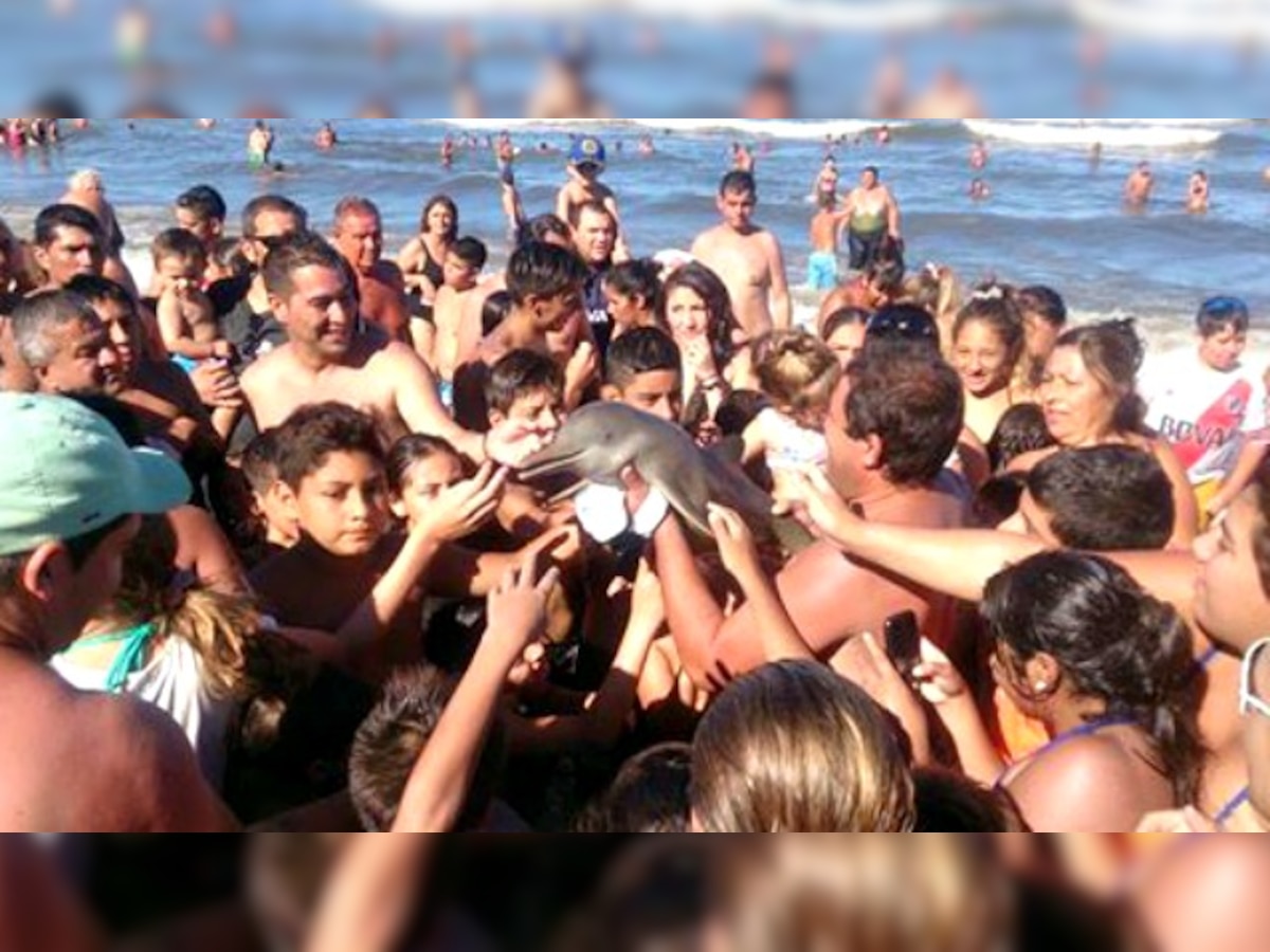 Baby dolphin dies after beachgoers pass it around for selfies