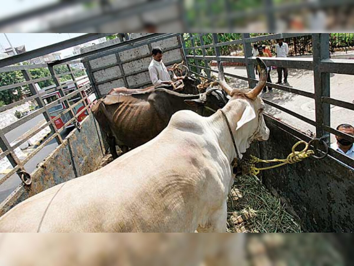 No awareness about new rules for livestock transportation