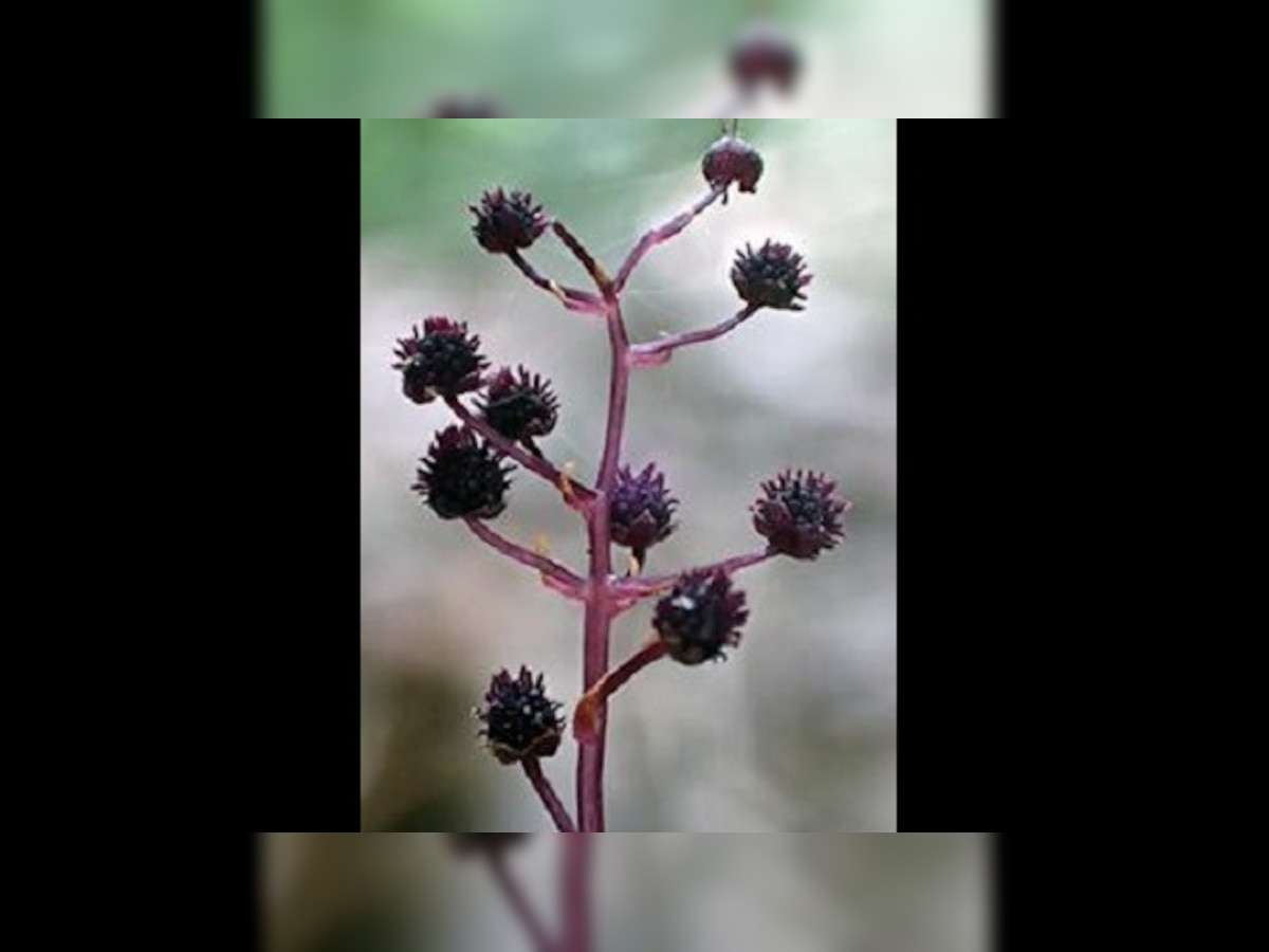 Scientists discover new parasitic plant species in Japan