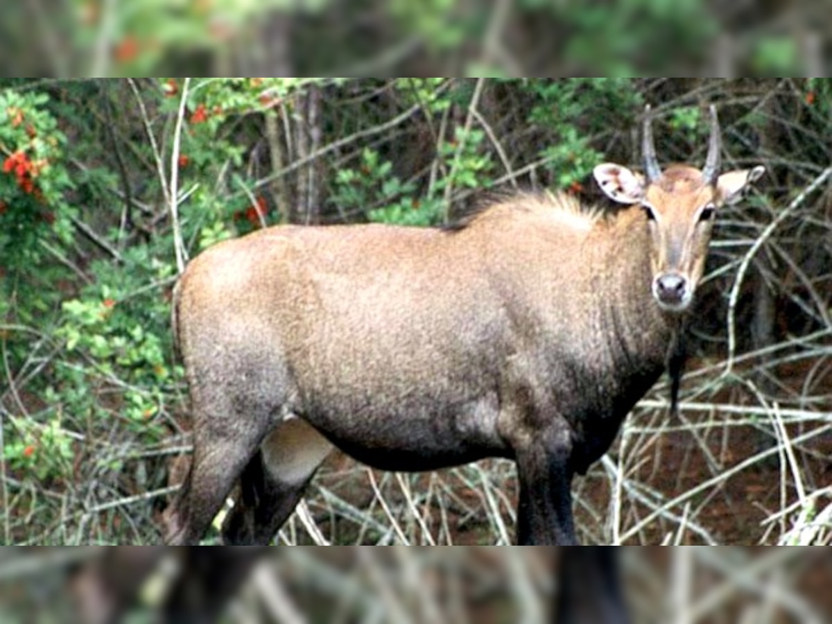 Maharashtra government wants nilgai, wild boar to be declared vermin