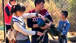 Two peacocks in zoo die after Chinese tourists pluck feathers, forcefully take selfies
