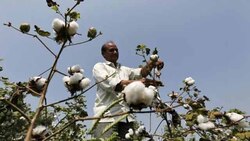 BT cotton row: Monsanto threatens to leave India?
