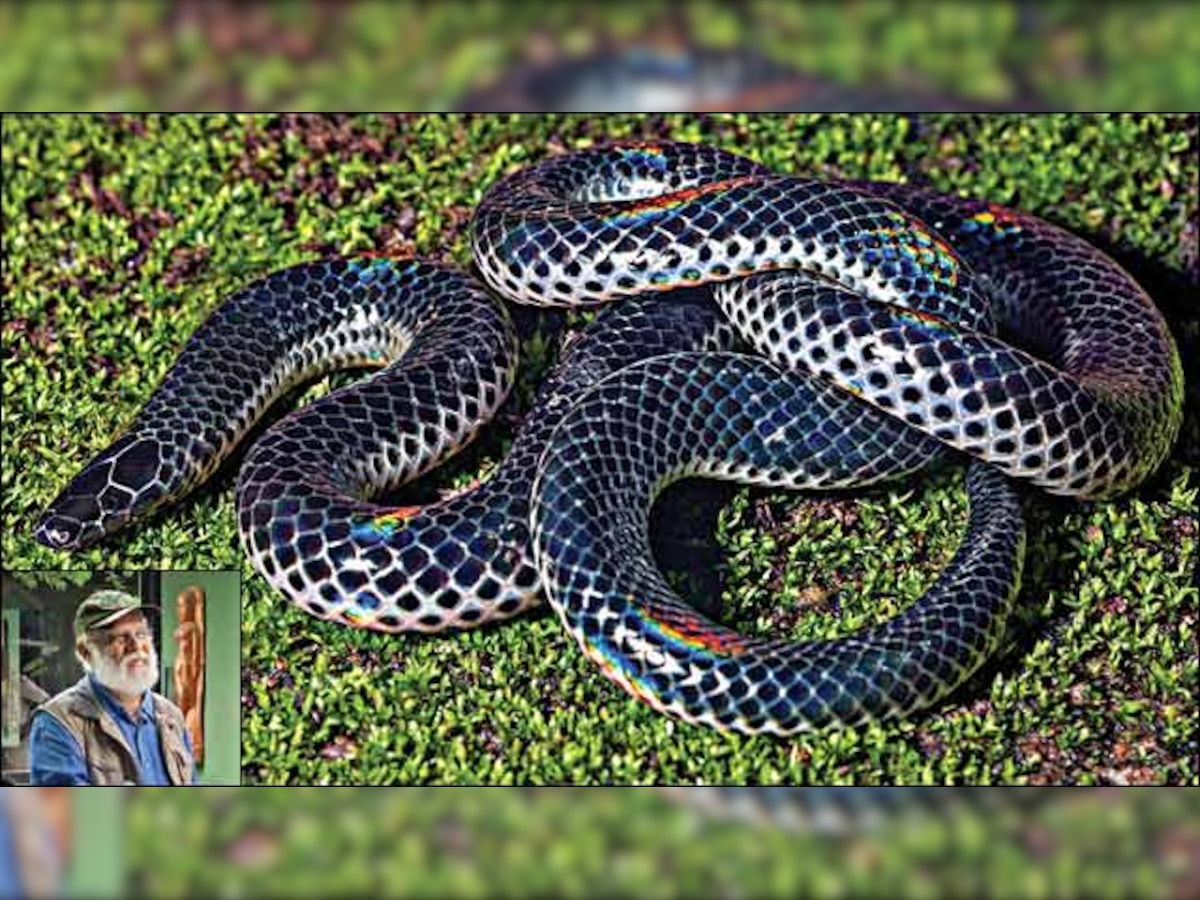 New snake species named after eminent herpetologist Khaire