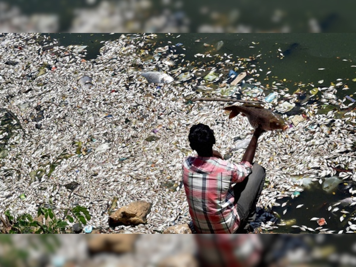 Thousands of fish found dead in a Bengaluru lake, Environment minister orders probe