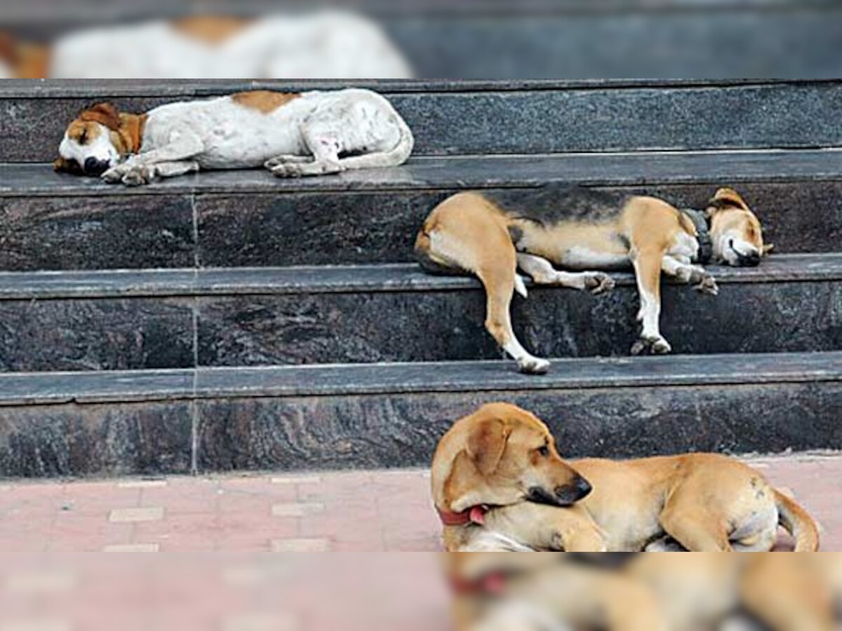 Sterilise stray dogs, vaccinate them, but as per law, Supreme Court tells states