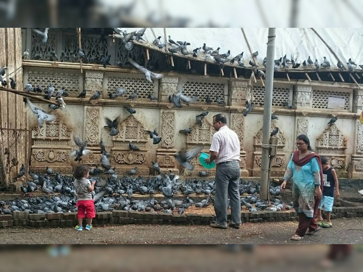 How feeding pigeons in cities is killing the ecosystem