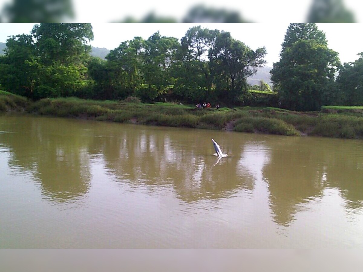 Ganga river dolphin on verge of extinction