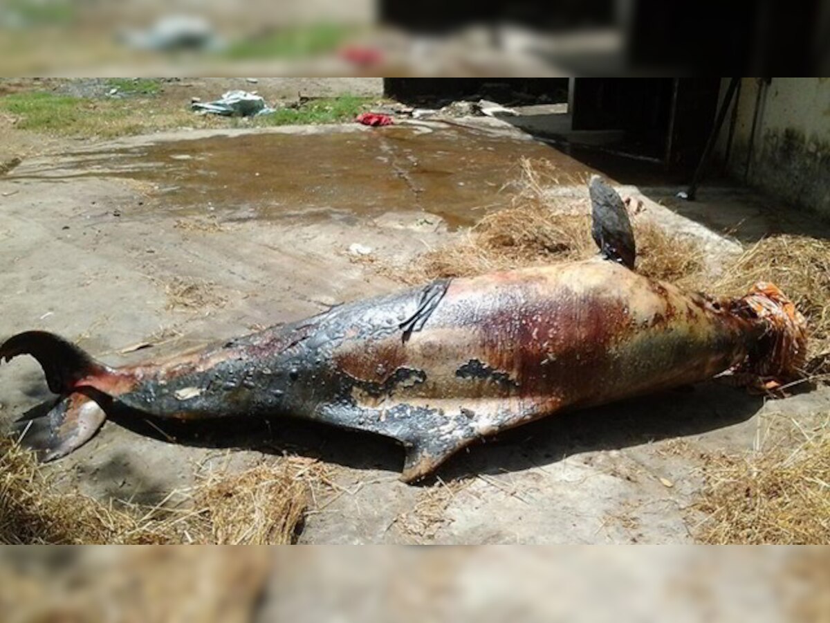 Mumbai: Six-feet-long dolphin washes ashore Worli seaface