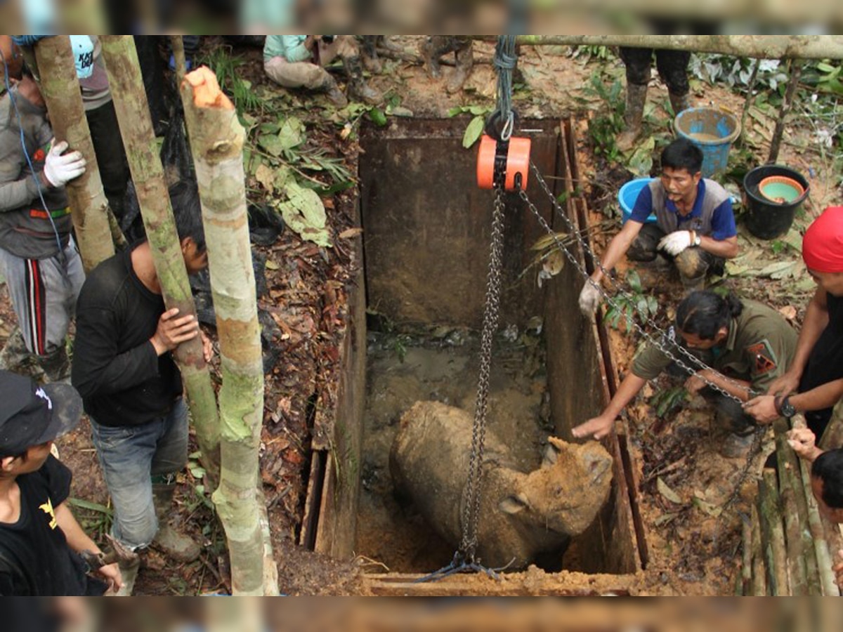 First contact in decades with rare rhino in Indonesia's Borneo