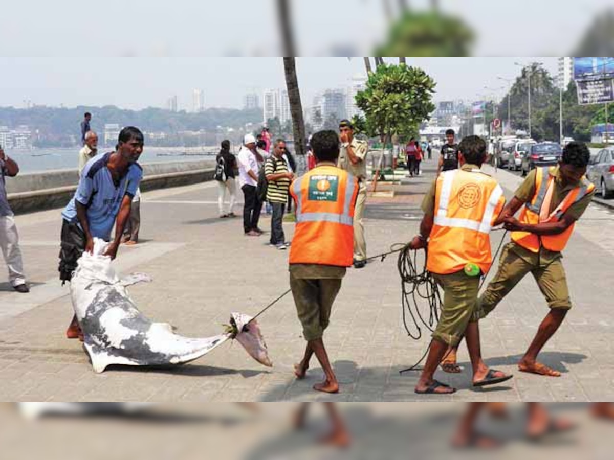 Month's 3rd dolphin carcass found, activists express concern