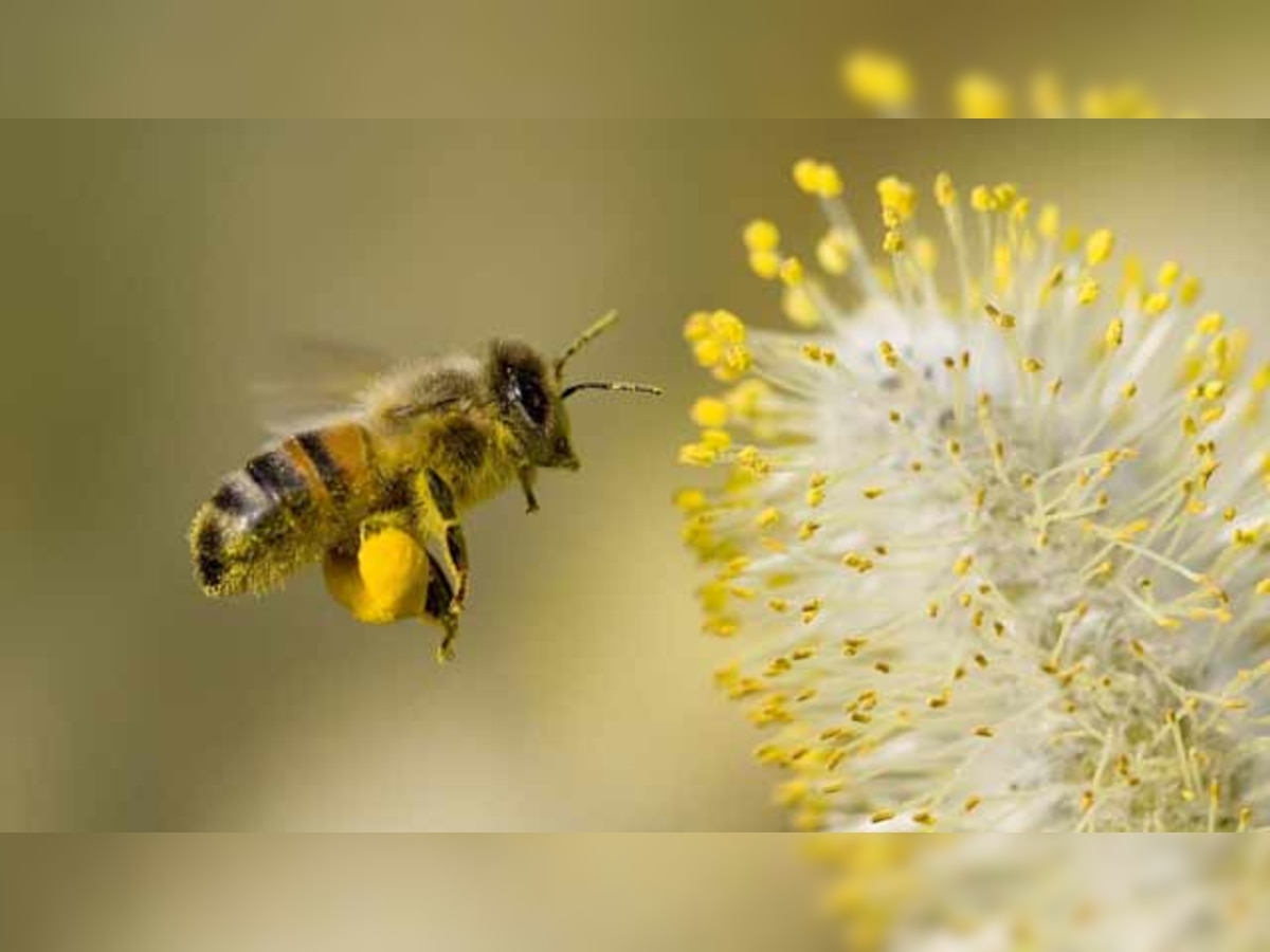 Honey bees use sophisticated signals to warn nestmates of danger level from predators