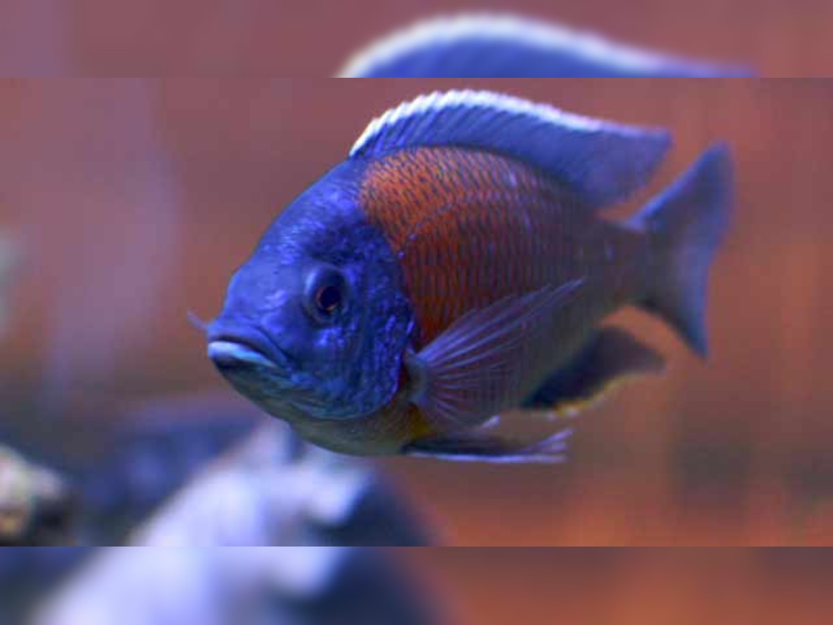 Bizarre! Female fish develops male organs, impregnates self and gives ...