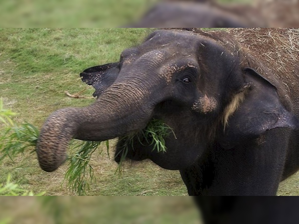 Captive elephants ownership: PETA sends legal notice to Kerala govt