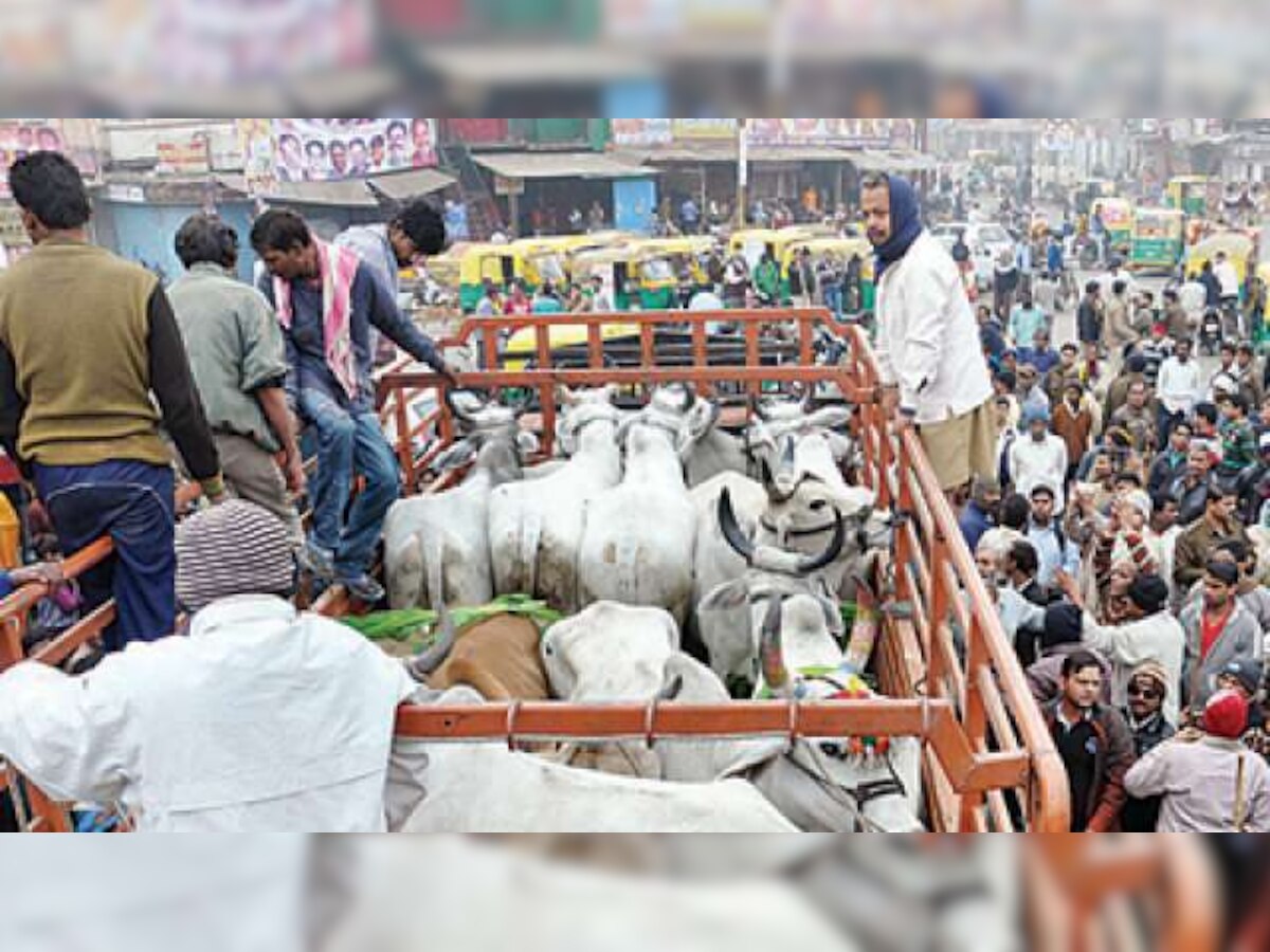 Maharashtra farmers hit hard by cattle sale ban; fans resentment against BJP